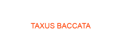 TAXUS BACCATA Homeopathic Medicine uses Symptoms and MATERIA MEDICA