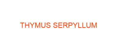 THYMUS SERPYLLUM Homeopathic Medicine uses Symptoms and MATERIA MEDICA