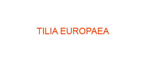 TILIA EUROPAEA: Homeopathic Medicine Uses, Symptoms, Treatment | Materia Medica Guide