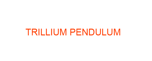 TRILLIUM PENDULUM: Homeopathic Medicine Uses, Symptoms, Treatment | Materia Medica Guide