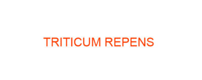 TRITICUM REPENS - AGROPYRON REPENS Homeopathic Medicine uses Symptoms and MATERIA MEDICA