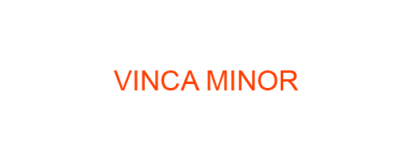 VINCA MINOR Homeopathic Medicine uses Symptoms and MATERIA MEDICA