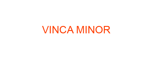 VINCA MINOR: Homeopathic Medicine Uses, Symptoms, Treatment | Materia Medica Guide