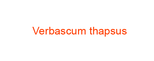 Verbascum thapsus: Homeopathic Medicine Uses, Symptoms, Treatment | Materia Medica Guide