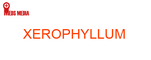 XEROPHYLLUM: Homeopathic Medicine Uses, Symptoms, Treatment | Materia Medica Guide