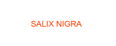 SALIX NIGRA best homeopathic medicine uses Symptoms treatment and materia medica