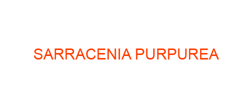 SARRACENIA PURPUREA: Homeopathic Medicine Uses, Symptoms, Treatment | Materia Medica Guide