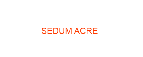 SEDUM ACRE: Homeopathic Medicine Uses, Symptoms, Treatment | Materia Medica Guide