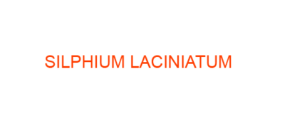 SILPHIUM LACINIATUM best homeopathic medicine uses Symptoms treatment and materia medica