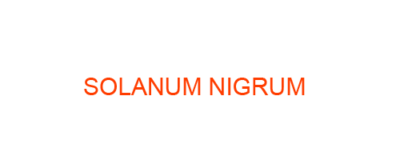 SOLANUM NIGRUM best homeopathic medicine uses Symptoms treatment and materia medica
