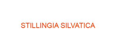STILLINGIA SILVATICA best homeopathic medicine uses Symptoms treatment and materia medica