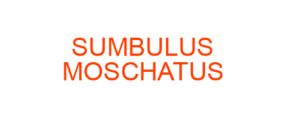 SUMBULUS MOSCHATUS best homeopathic medicine uses Symptoms treatment and materia medica