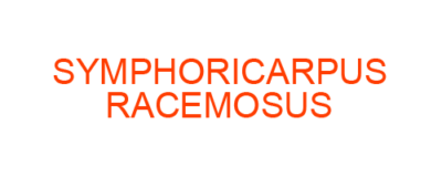 SYMPHORICARPUS RACEMOSUS best homeopathic medicine uses Symptoms treatment and materia medica
