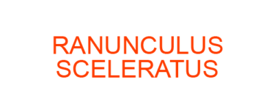 RANUNCULUS SCELERATUS best homeopathic medicine uses Symptoms treatment and materia medica