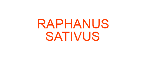 RAPHANUS SATIVUS: Homeopathic Medicine Uses, Symptoms, Treatment | Materia Medica Guide