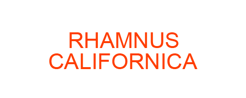 RHAMNUS CALIFORNICA: Homeopathic Medicine Uses, Symptoms, Treatment | Materia Medica Guide