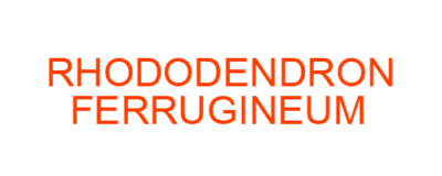 RHODODENDRON FERRUGINEUM best homeopathic medicine uses Symptoms treatment and materia medica