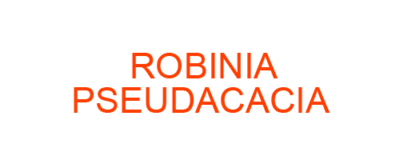 ROBINIA PSEUDACACIA best homeopathic medicine uses Symptoms treatment and materia medica